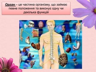 Орган – це частина організму, що займає
певне положення та виконує одну чи
декілька функцій
 