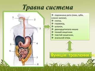 1
7
6
5 4
3
2
8
 порожнина рота (язик, зуби,
слинні залози),
 глотка,
 стравохід,
 шлунок,
 дванадцятипала кишка
 тонкий кишечник
 товстий кишечник,
 анальний отвір.
Функція: травлення їжі
 