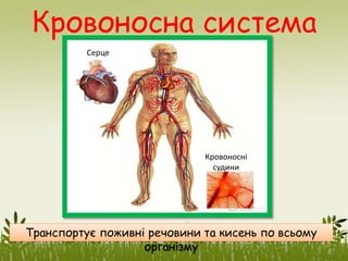 Кровоносна система
Серце
Кровоносні
судини
Транспортує поживні речовини та кисень по всьому
організму
 