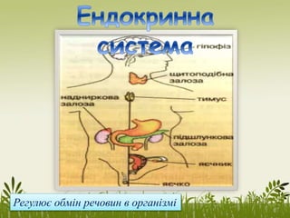 Регулює обмін речовин в організмі
 