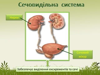 Нирки
Сечовий
міхур
Забезпечує виділення екскрементів та сечі
 