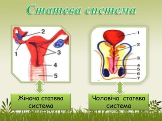 Жіноча статева
система
Чоловіча статева
система
 