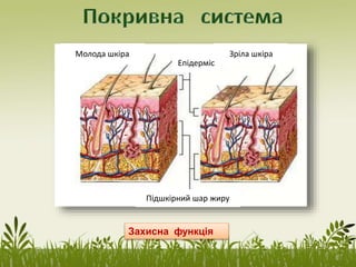Захисна функція
Молода шкіра Зріла шкіра
Епідерміс
Підшкірний шар жиру
 
