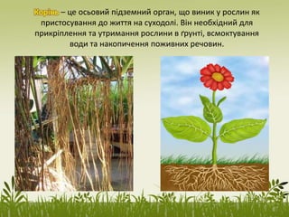 Корінь – це осьовий підземний орган, що виник у рослин як
пристосування до життя на суходолі. Він необхідний для
прикріплення та утримання рослини в ґрунті, всмоктування
води та накопичення поживних речовин.
 