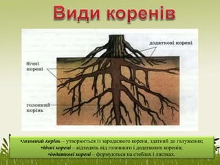 •головний корінь – утворюється із зародкового кореня, здатний до галуження;
•бічні корені – відходять від головного і додаткових коренів;
•додаткові корені – формуються на стеблах і листках.
 