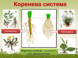 Коренева система – сукупність
всіх коренів рослин.
Стрижнева Мичкувата
 