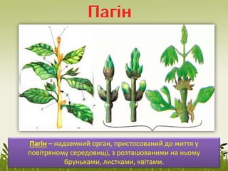 Пагін – надземний орган, пристосований до життя у
повітряному середовищі, з розташованими на ньому
бруньками, листками, квітами.
 