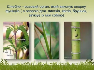 Стебло – осьовий орган, який виконує опорну
функцію ( є опорою для листків, квітів, бруньок,
зв'язує їх між собою)
 