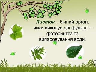 Листок – бічний орган,
який виконує дві функції –
фотосинтез та
випаровування води.
 