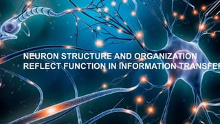 NEURON STRUCTURE AND ORGANIZATION
REFLECT FUNCTION IN INFORMATION TRANSFER
 
