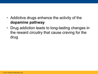 • Addictive drugs enhance the activity of the
dopamine pathway
• Drug addiction leads to long-lasting changes in
the reward circuitry that cause craving for the
drug
© 2011 Pearson Education, Inc.
 