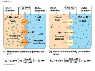 Figure 48.8
Inner
chamber
90 mV 62 mVOuter
chamber
Inner
chamber
Outer
chamber
140 mM
KCl
150 mM
NaCl
5 mM
KCl
15 mM
NaCl
Potassium
channel
Sodium
channel
Artificial
membrane
K Na
Cl
Cl
(a) Membrane selectively permeable
to K
(b) Membrane selectively permeable
to Na
EK 62 mV 90 mV ENa 62 mV 62 mV
 