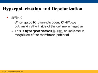 • 過極化
– When gated K+ channels open, K+ diffuses
out, making the inside of the cell more negative
– This is hyperpolarization過極化, an increase in
magnitude of the membrane potential
© 2011 Pearson Education, Inc.
Hyperpolarization and Depolarization
 