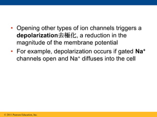 • Opening other types of ion channels triggers a
depolarization去極化, a reduction in the
magnitude of the membrane potential
• For example, depolarization occurs if gated Na+
channels open and Na+ diffuses into the cell
© 2011 Pearson Education, Inc.
 