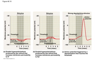 Stimulus
Threshold
Resting
potential
Hyperpolarizations
Time (msec)
50
0
50
100
10 2 3 4 5
50
0
50
100
50
0
50
100
Time (msec)
10 2 3 4 5
Time (msec)
10 2 3 4 5 6
Threshold
Resting
potential
Threshold
Resting
potential
Stimulus Strong depolarizing stimulus
Action
potential
Depolarizations
Membranepotential(mV)
Membranepotential(mV)
Membranepotential(mV)
(a) Graded hyperpolarizations
produced by two stimuli that
increase membrane permeability
to K
(b) Graded hyperpolarizations
produced by two stimuli that
increase membrane permeability
to Na
(c) Action potential triggered by a
depolarization that reaches the
threshold
Figure 48.10
 
