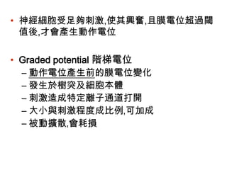 • 神經細胞受足夠刺激,使其興奮,且膜電位超過閾
值後,才會產生動作電位
• Graded potential 階梯電位
– 動作電位產生前的膜電位變化
– 發生於樹突及細胞本體
– 刺激造成特定離子通道打開
– 大小與刺激程度成比例‚可加成
– 被動擴散‚會耗損
 