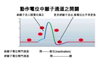 動作電位中離子通道之開關
鈉離子電位閘門通道: 開--------塞住(inactivation)
鉀離子電位閘門通道: 開------------------關
鈉離子流入膜電位偏正 更多鉀離子流出 膜電位比平常更負
 
