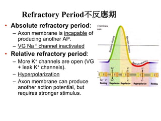 Refractory Period不反應期
• Absolute refractory period:
– Axon membrane is incapable of
producing another AP.
– VG Na + channel inactivated
• Relative refractory period:
– More K+ channels are open (VG
+ leak K+ channels).
– Hyperpolarization
– Axon membrane can produce
another action potential, but
requires stronger stimulus.
 