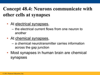 Concept 48.4: Neurons communicate with
other cells at synapses
• At electrical synapses,
– the electrical current flows from one neuron to
another
• At chemical synapses,
– a chemical neurotransmitter carries information
across the gap junction
• Most synapses in human brain are chemical
synapses
© 2011 Pearson Education, Inc.
 
