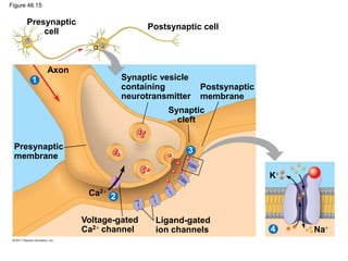 Presynaptic
cell
Postsynaptic cell
Axon
Presynaptic
membrane
Synaptic vesicle
containing
neurotransmitter
Postsynaptic
membrane
Synaptic
cleft
Voltage-gated
Ca2 channel
Ligand-gated
ion channels
Ca2
Na
K
2
1
3
4
Figure 48.15
 
