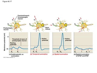 Figure 48.17
Terminal branch
of presynaptic
neuron
Postsynaptic
neuron
Axon
hillock
E1
E2
E1
E2
E1
E2
E1
E2
I I I I
0
70
Membranepotential(mV)
Threshold of axon of
postsynaptic neuron
Resting
potential
Action
potential
Action
potential
IE1 E1 E1 E1 E1 E2 E1 I
Subthreshold, no
summation
(a) (b) Temporal summation (c) Spatial summation Spatial summation
of EPSP and IPSP
(d)
E1
 