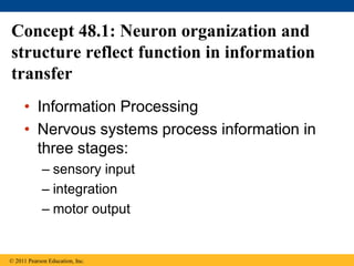 Concept 48.1: Neuron organization and
structure reflect function in information
transfer
• Information Processing
• Nervous systems process information in
three stages:
– sensory input
– integration
– motor output
© 2011 Pearson Education, Inc.
 