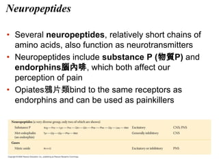 Neuropeptides
• Several neuropeptides, relatively short chains of
amino acids, also function as neurotransmitters
• Neuropeptides include substance P (物質P) and
endorphins腦內啡, which both affect our
perception of pain
• Opiates鴉片類bind to the same receptors as
endorphins and can be used as painkillers
 