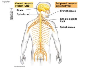 Figure 49.4
Central nervous
system (CNS)
Brain
Spinal cord
Peripheral nervous
system (PNS)
Cranial nerves
Ganglia outside
CNS
Spinal nerves
骨
頭
包
覆
 