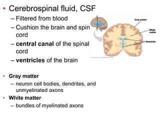 • Cerebrospinal fluid, CSF
– Filtered from blood
– Cushion the brain and spinal
cord
– central canal of the spinal
cord
– ventricles of the brain
• Gray matter
– neuron cell bodies, dendrites, and
unmyelinated axons
• White matter
– bundles of myelinated axons
 