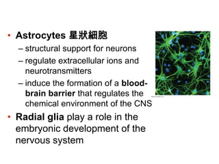 • Astrocytes 星狀細胞
– structural support for neurons
– regulate extracellular ions and
neurotransmitters
– induce the formation of a blood-
brain barrier that regulates the
chemical environment of the CNS
• Radial glia play a role in the
embryonic development of the
nervous system
 