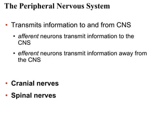 The Peripheral Nervous System
• Transmits information to and from CNS
• afferent neurons transmit information to the
CNS
• efferent neurons transmit information away from
the CNS
• Cranial nerves
• Spinal nerves
 