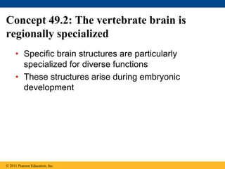 Concept 49.2: The vertebrate brain is
regionally specialized
• Specific brain structures are particularly
specialized for diverse functions
• These structures arise during embryonic
development
© 2011 Pearson Education, Inc.
 