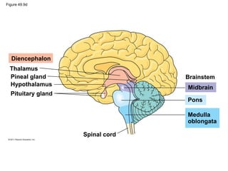 Figure 49.9d
Diencephalon
Thalamus
Pineal gland
Hypothalamus
Pituitary gland
Spinal cord
Brainstem
Midbrain
Pons
Medulla
oblongata
 