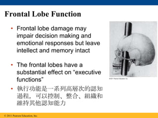 Frontal Lobe Function
• Frontal lobe damage may
impair decision making and
emotional responses but leave
intellect and memory intact
• The frontal lobes have a
substantial effect on ―executive
functions‖
• 執行功能是一系列高層次的認知
過程，可以控制、整合、組織和
維持其他認知能力
© 2011 Pearson Education, Inc.
 