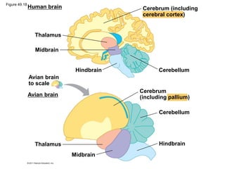 Human brain
Avian brain
Thalamus
Midbrain
Hindbrain Cerebellum
Avian brain
to scale
Thalamus
Midbrain
Hindbrain
Cerebellum
Cerebrum (including
cerebral cortex)
Cerebrum
(including pallium)
Figure 49.18
 