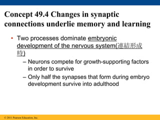Concept 49.4 Changes in synaptic
connections underlie memory and learning
• Two processes dominate embryonic
development of the nervous system(連結形成
時)
– Neurons compete for growth-supporting factors
in order to survive
– Only half the synapses that form during embryo
development survive into adulthood
© 2011 Pearson Education, Inc.
 