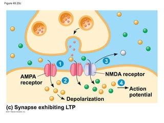 Figure 49.20c
(c) Synapse exhibiting LTP
Depolarization
Action
potential
AMPA
receptor
NMDA receptor
1
3
42
 