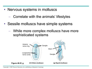 Nervous systems in molluscs Correlate with the animals’ lifestyles Sessile molluscs have simple systems While more complex molluscs have more sophisticated systems Anterior nerve ring Longitudinal nerve cords Ganglia Brain Ganglia Figure 48.2f, g  (f) Chiton (mollusc) (g) Squid (mollusc) 