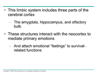 This limbic system includes three parts of the cerebral cortex The amygdala, hippocampus, and olfactory bulb These structures interact with the neocortex to mediate primary emotions  And attach emotional “feelings” to survival-related functions 
