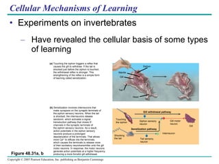 Cellular Mechanisms of Learning Experiments on invertebrates Have revealed the cellular basis of some types of learning Figure 48.31a, b (a)  Touching the siphon triggers a reflex that causes the gill to withdraw. If the tail is shocked just before the siphon is touched, the withdrawal reflex is stronger. This strengthening of the reflex is a simple form of learning called sensitization. (b)  Sensitization involves interneurons that make synapses on the  synaptic terminals  of the siphon sensory neurons. When the tail is shocked, the interneurons release serotonin, which activates a signal transduction pathway that closes K + channels in the synaptic terminals of the siphon sensory neurons. As a result, action potentials in the siphon sensory neurons produce a prolonged depolarization of the terminals. That allows more Ca 2+  to diffuse into the terminals,  which causes the terminals to release more  of their excitatory neurotransmitter onto the gill  motor neurons. In response, the motor neurons generate action potentials at a higher frequency, producing a more forceful gill withdrawal.  Siphon Mantle Gill Tail Head Gill withdrawal pathway Touching the siphon Shocking the tail Tail sensory neuron Interneuron Sensitization pathway Siphon sensory neuron Gill motor neuron Gill 
