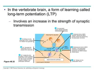 In the vertebrate brain, a form of learning called long-term potentiation (LTP) Involves an increase in the strength of synaptic transmission Figure 48.32  PRESYNAPTIC NEURON NO Glutamate NMDA receptor Signal transduction pathways NO Ca 2+ AMPA receptor POSTSYNAPTIC NEURON Ca 2+  initiates the phos- phorylation of AMPA receptors, making them more responsive. Ca 2+  also causes more AMPA receptors to appear in the postsynaptic membrane. 5 P Ca 2+  stimulates the postsynaptic neuron to produce nitric oxide (NO). 6 The presynaptic neuron releases glutamate. 1 Glutamate binds to AMPA receptors, opening the AMPA- receptor channel and depolarizing the postsynaptic membrane. 2 Glutamate also binds to NMDA receptors. If the postsynaptic membrane is simultaneously depolarized, the NMDA-receptor channel opens. 3 Ca 2+  diffuses into the postsynaptic neuron. 4 NO diffuses into the presynaptic neuron, causing  it to release more glutamate. 7 