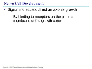 Nerve Cell Development Signal molecules direct an axon’s growth  By binding to receptors on the plasma membrane of the growth cone 