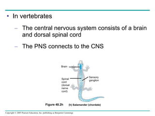 In vertebrates The central nervous system consists of a brain and dorsal spinal cord The PNS connects to the CNS Figure 48.2h Brain Spinal cord (dorsal nerve cord) Sensory ganglion (h) Salamander (chordate) 