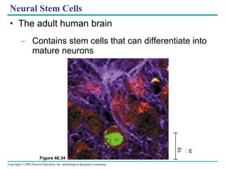 Neural Stem Cells The adult human brain Contains stem cells that can differentiate into mature neurons Figure 48.34 10 m 