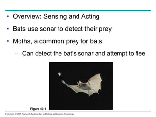 Overview: Sensing and Acting Bats use sonar to detect their prey Moths, a common prey for bats Can detect the bat’s sonar and attempt to flee Figure 49.1 
