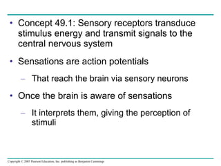 Concept 49.1: Sensory receptors transduce stimulus energy and transmit signals to the central nervous system Sensations are action potentials That reach the brain via sensory neurons Once the brain is aware of sensations It interprets them, giving the perception of stimuli 