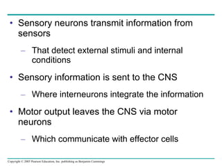 Sensory neurons transmit information from sensors  That detect external stimuli and internal conditions Sensory information is sent to the CNS Where interneurons integrate the information Motor output leaves the CNS via motor neurons Which communicate with effector cells 