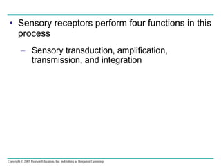 Sensory receptors perform four functions in this process Sensory transduction, amplification, transmission, and integration 