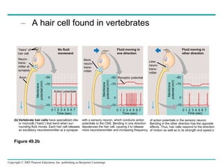 A hair cell found in vertebrates of action potentials in the sensory neuron. Bending in the other direction has the opposite effects. Thus, hair cells respond to the direction of motion as well as to its strength and speed.s (b) Vertebrate hair cells  have specialized cilia or microvilli (“hairs”) that bend when sur-rounding fluid moves. Each hair cell releases an excitatory neurotransmitter at a synapse with a sensory neuron, which conducts action potentials to the CNS. Bending in one direction depolarizes the hair cell, causing it to release more neurotransmitter and increasing frequency – 50 – 70 0 – 70 0 1 2 3 4 5 6 7 Time (sec) Action potentials No fluid movement – 50 – 70 0 – 70 0 1 2 3 4 5 6 7 Time (sec) Receptor potential Fluid moving in one direction – 50 – 70 0 – 70 0 1 2 3 4 5 6 7 Time (sec) Fluid moving in  other direction Membrane potential (mV) Membrane potential (mV) Membrane potential (mV) “ Hairs” of hair cell Neuro- trans- mitter at  synapse Axon Less neuro- trans- mitter More neuro- trans- mitter Figure 49.2b 
