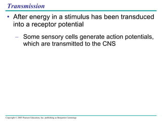 Transmission After energy in a stimulus has been transduced into a receptor potential Some sensory cells generate action potentials, which are transmitted to the CNS 